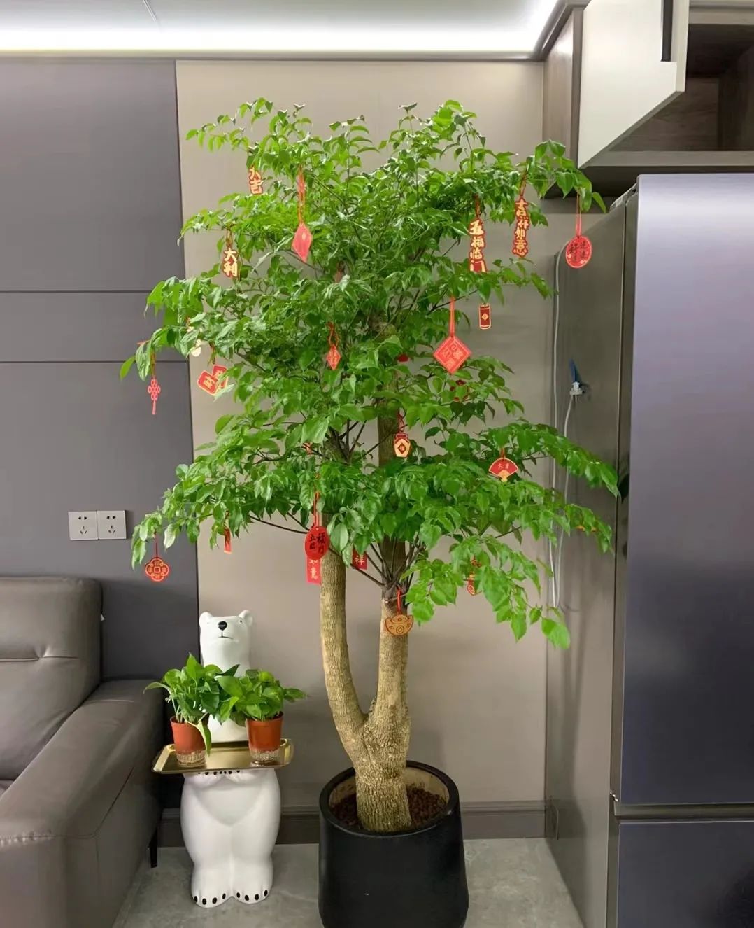 招财植物哪些最好养,家养招财的植物有哪些