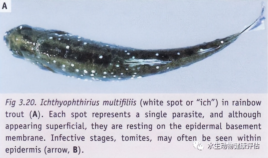 鱼类正常皮肤及其浅表疾病