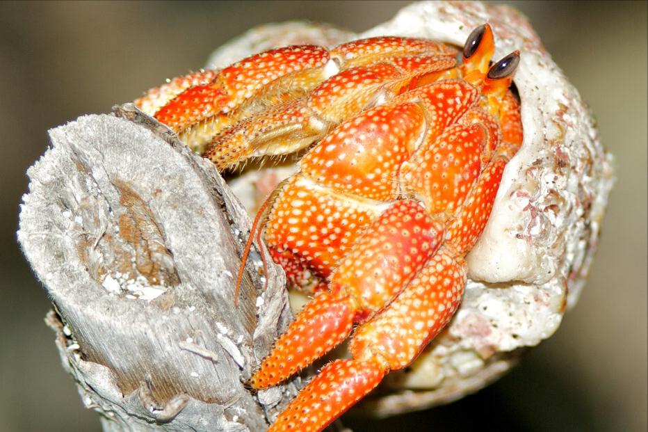 12种常见螃蟹的区别与特点,常吃螃蟹种类区分图解