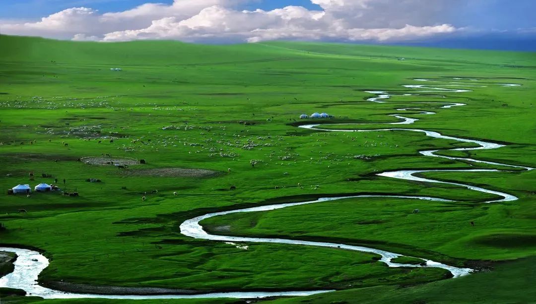 草原上的领头羊是绵羊吗,科尔沁草原领头羊