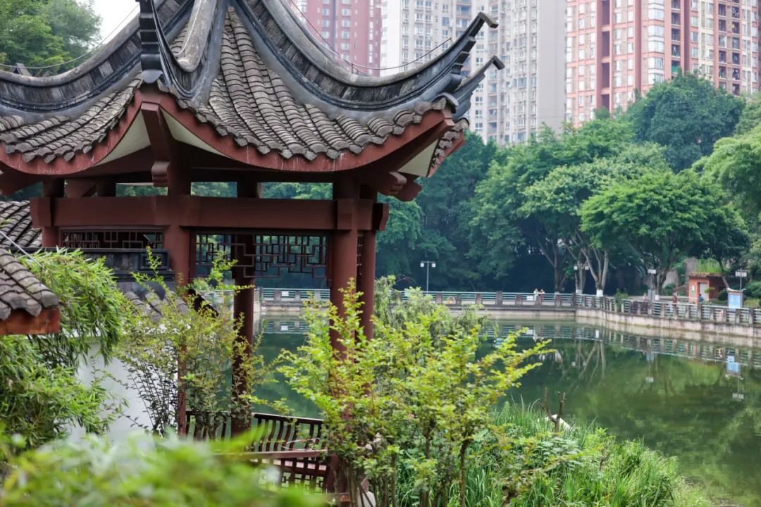 荷你有约周末去武隆逛荷花节可好,今夏荷你有约新余已开启赏荷模式