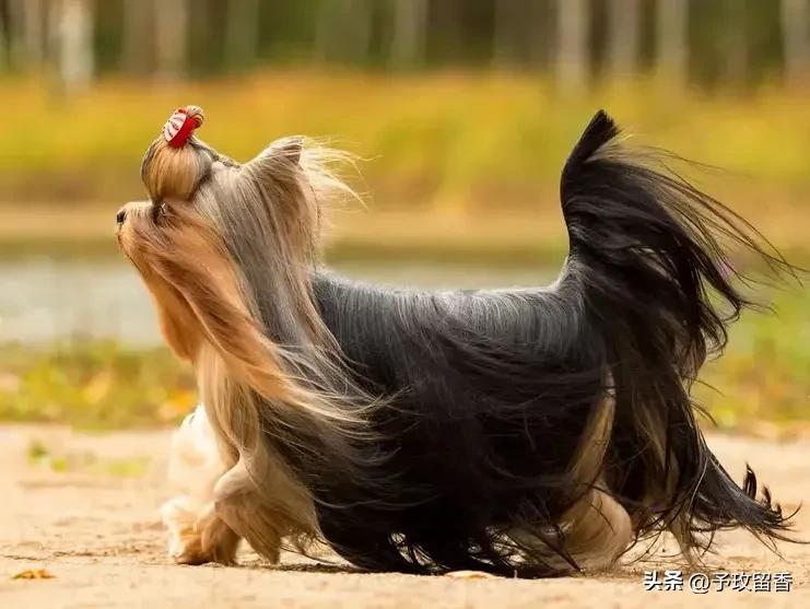 狗的种类常见宠物狗的品种及特点,宠物狗种类及特点