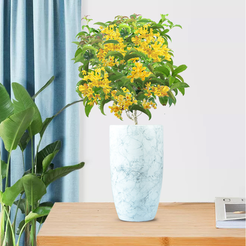 客厅有树对风水有何影响,客厅树木风水布局