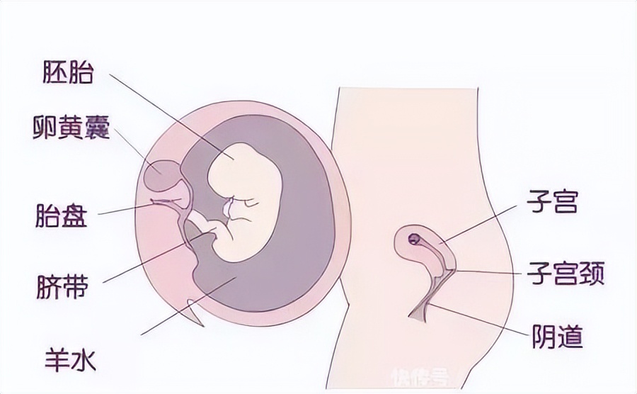 孕期每个阶段的反应,孕期每个月表现图片