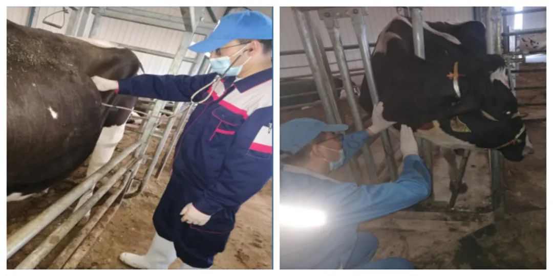 奶牛的管理方法和措施,奶牛怎么喂药