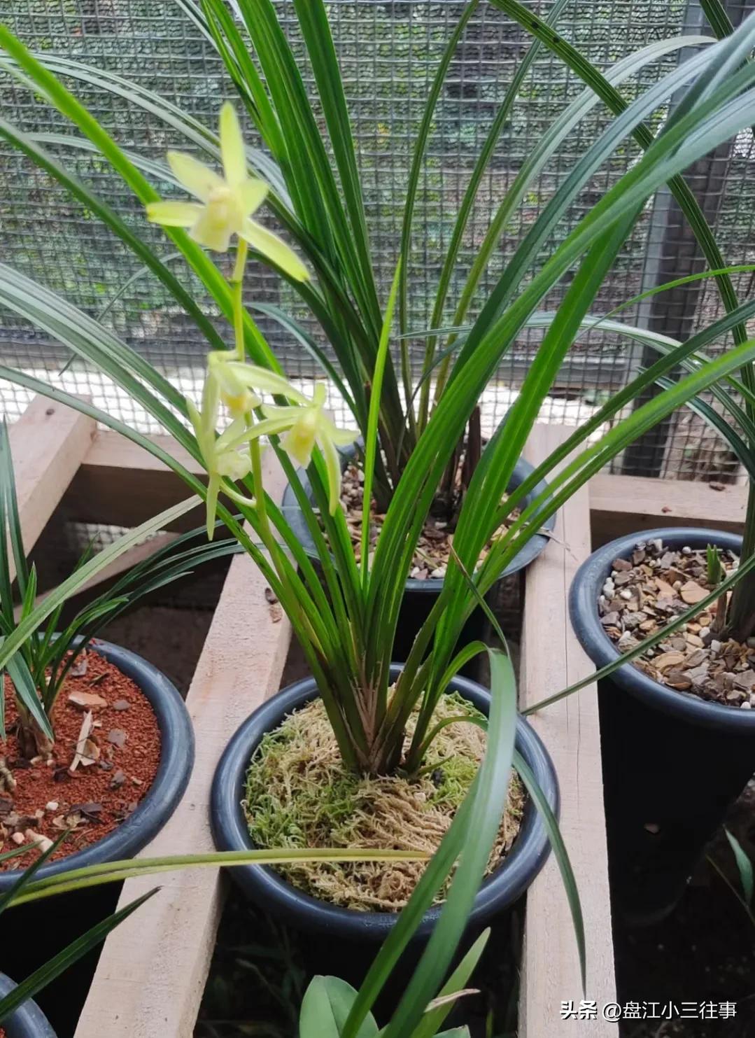 瓣型兰花和普花有什么区别,兰花中的惊喜