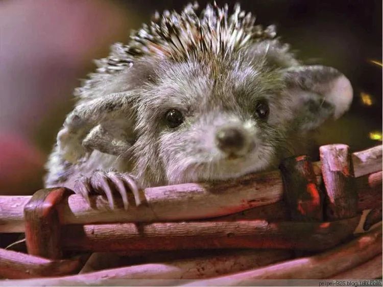 爸爸妈妈我从哪里来教案,爸爸妈妈我从哪里来科普视频