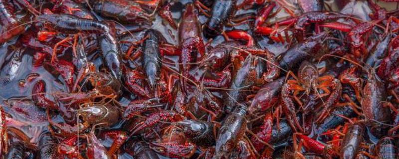 小龙虾脱壳不遂软绵绵,小龙虾蜕壳后变软不动是死掉了吗