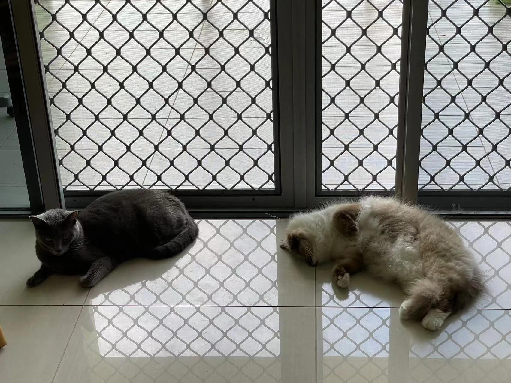 在澳洲养布偶猫,在澳洲养猫一年多少钱