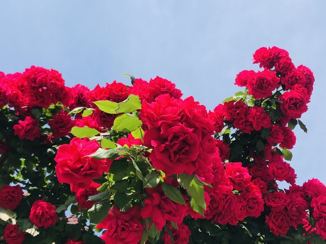 苟日新，日日新，又日新,22。做一个坚持不懈的践行者。