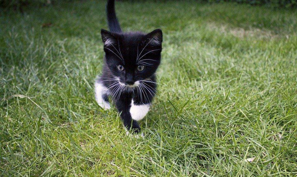 有六大特征的猫有福,什么猫好养比较聪明旺财