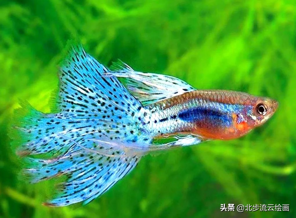 儿童简笔画教程小鱼,儿童简笔画小鱼最简单画法