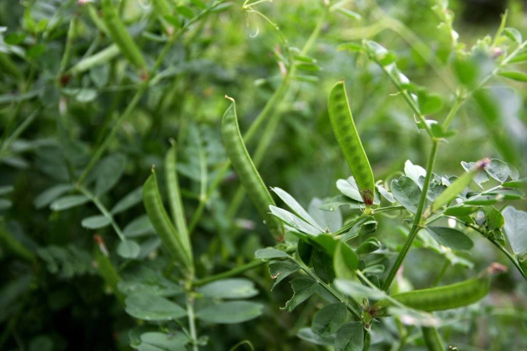 春天挖野菜图片大全,最全野菜图集63种野菜大图鉴