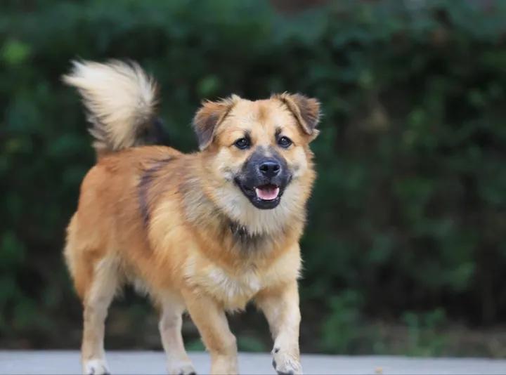 5种最受欢迎的狗狗你养了哪一种,可爱到上头的7种狗狗特别受欢迎