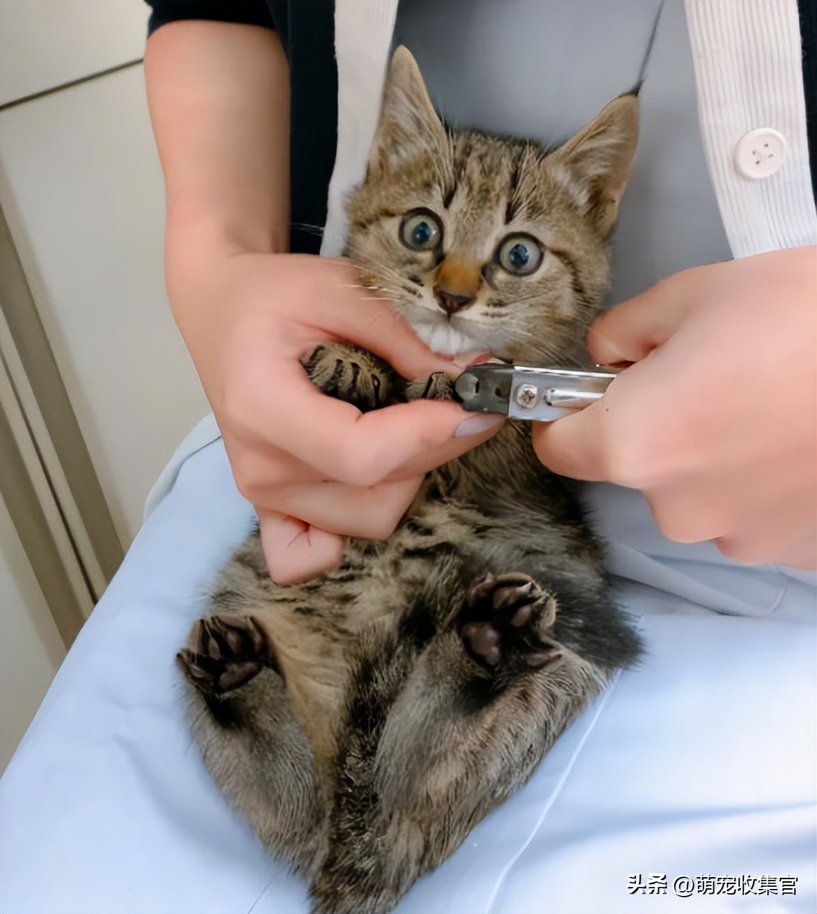 给猫咪剪指甲不小心剪残了怎么办,猫咪怎么剪指甲才不会剪到血线