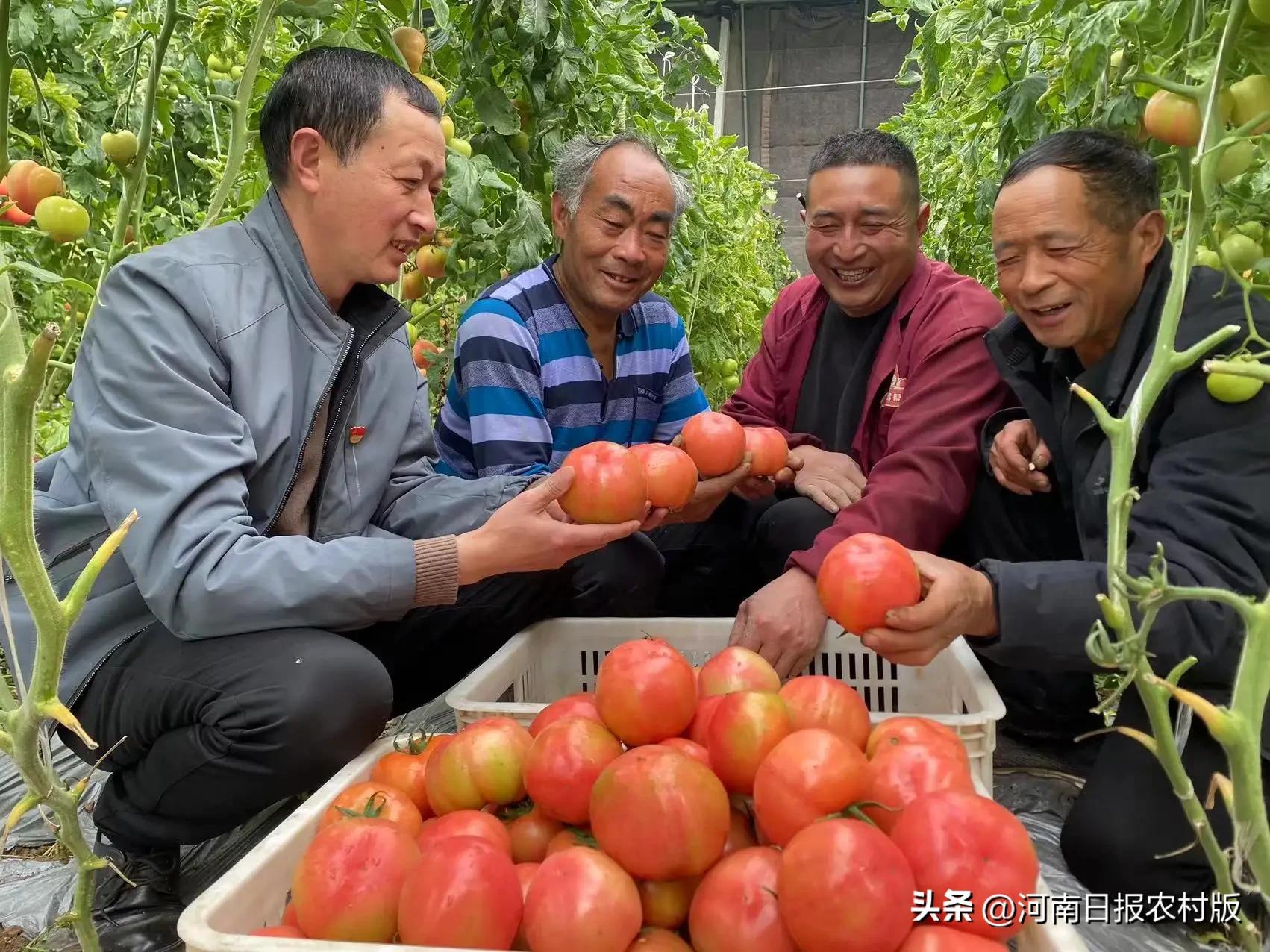 乡村振兴种蔬菜,乡村振兴大棚种植