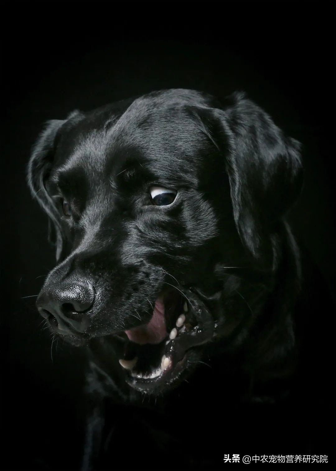 宠业新观察,中国宠物行业的发展史