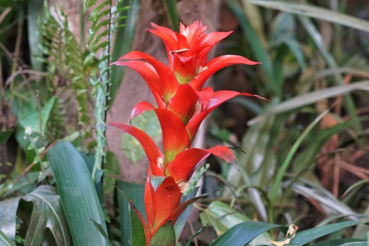 水培凤梨菠萝,菠萝水培最简单的方法