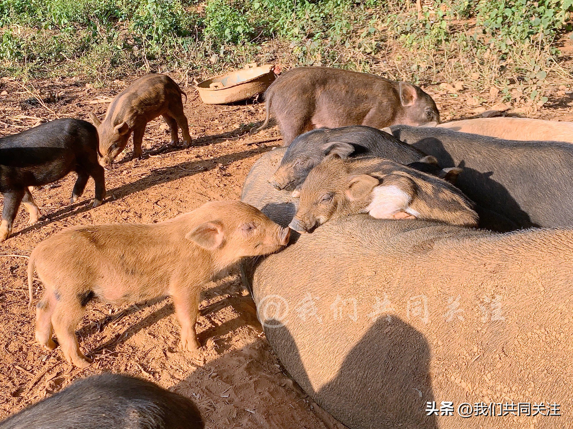 中华田园犬人工繁殖,中华田园犬遇到人类幼崽
