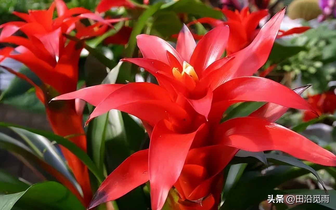 鸿运当头黄了怎么办,鸿运当头怎么不红了