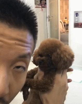 纯种泰迪和串串的区别,泰迪如何分辨纯种和串串