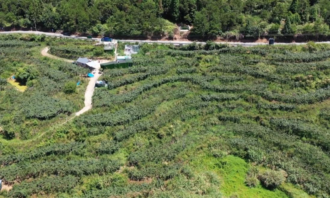 质优价高效益好！圣井山上的“超级水果”奇异莓上市