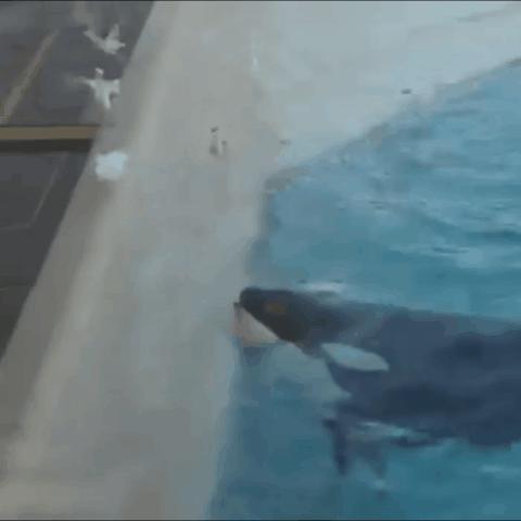 18张有趣的图,33张有趣的照片展示出奇妙的世界