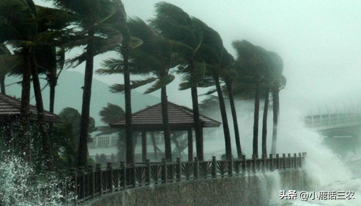 谷雨对农村有什么说法,老一辈对谷雨的说法