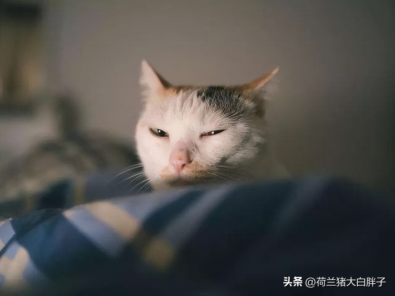 猫咪来月经冷知识,关于猫咪的36个冷知识