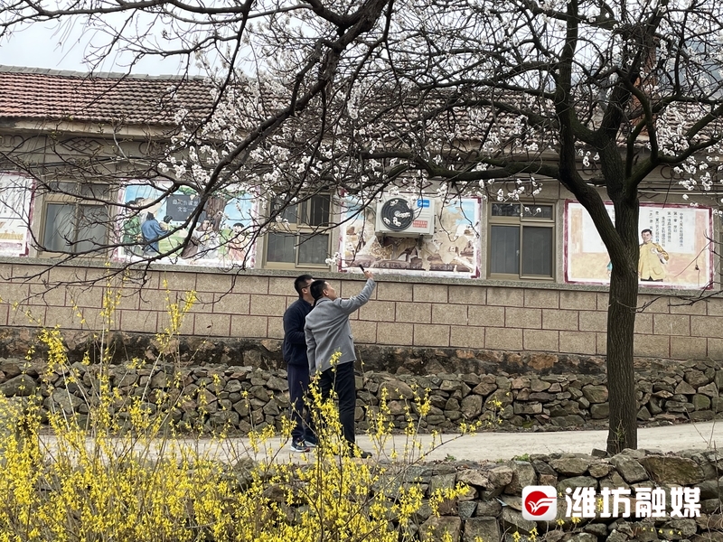 诸城茶叶发展,诸城绿茶续写潍坊农业强市新篇章