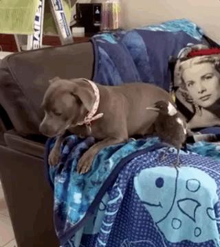 狗跟喜鹊待久了竟开始假孕分泌乳汁鸟：我把你当朋友你却想当我妈