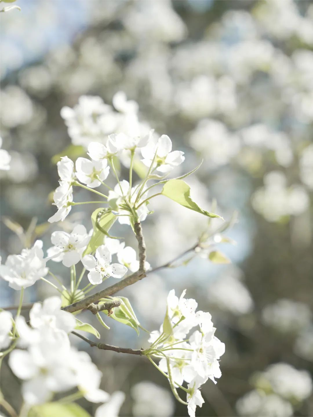 成都市区现实版桃花源记在哪里,成都公交可达的古镇