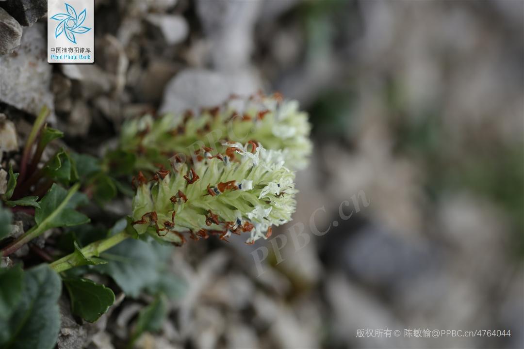 Nice兔meetyou,“属兔”的植物你知道多少?