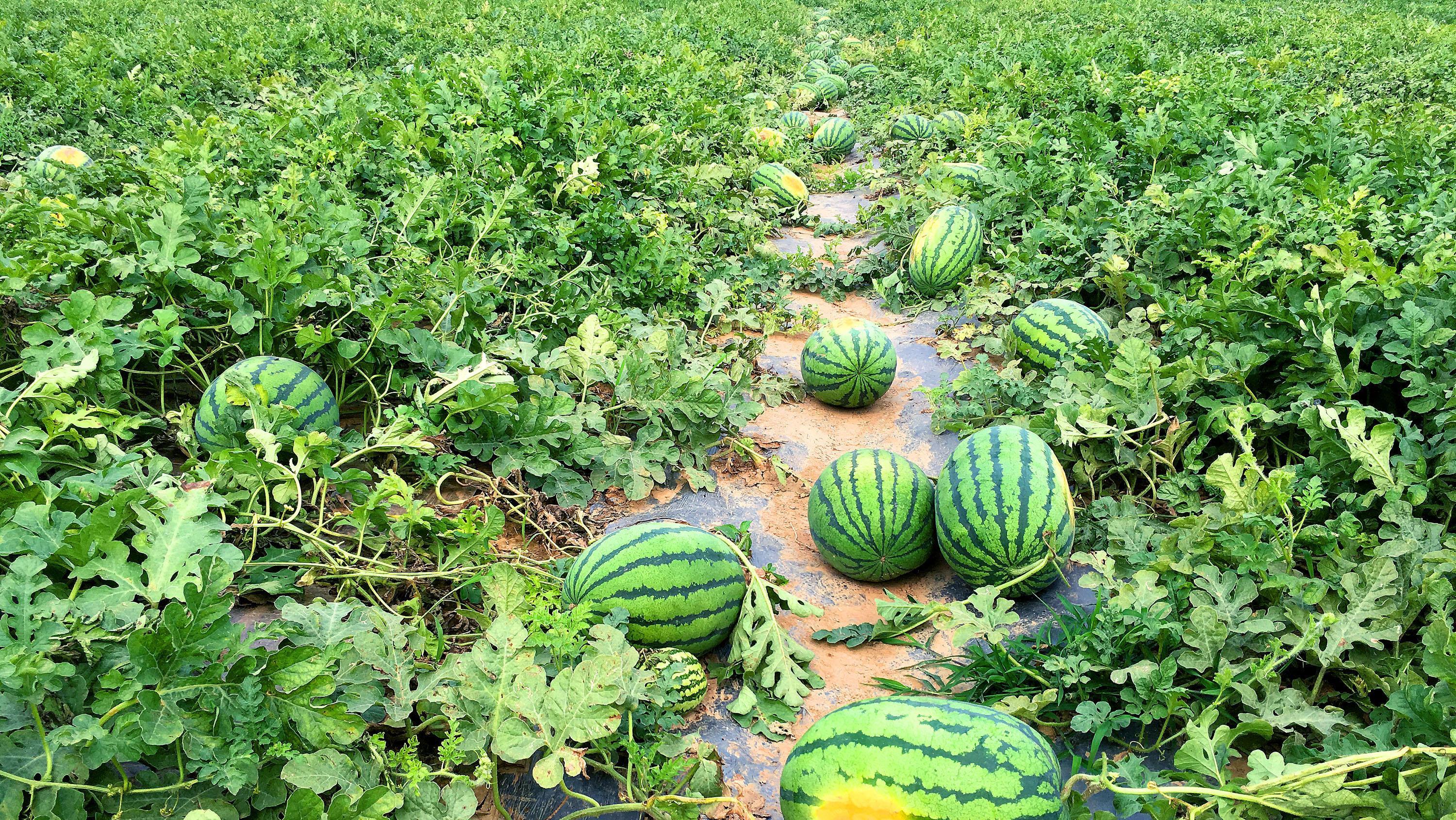 十大田园诗词排行榜,孟浩然过故人庄全诗欣赏