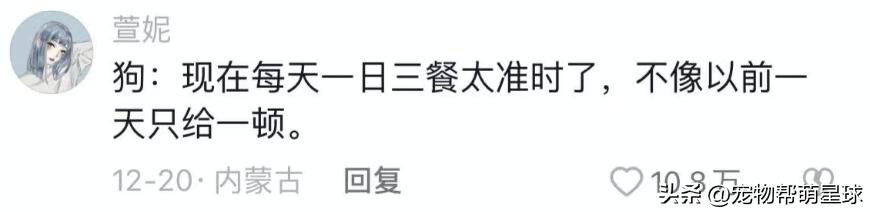 狗狗看见晒的腊肉香肠馋得直跳脚,狗子眼红主人吃肉