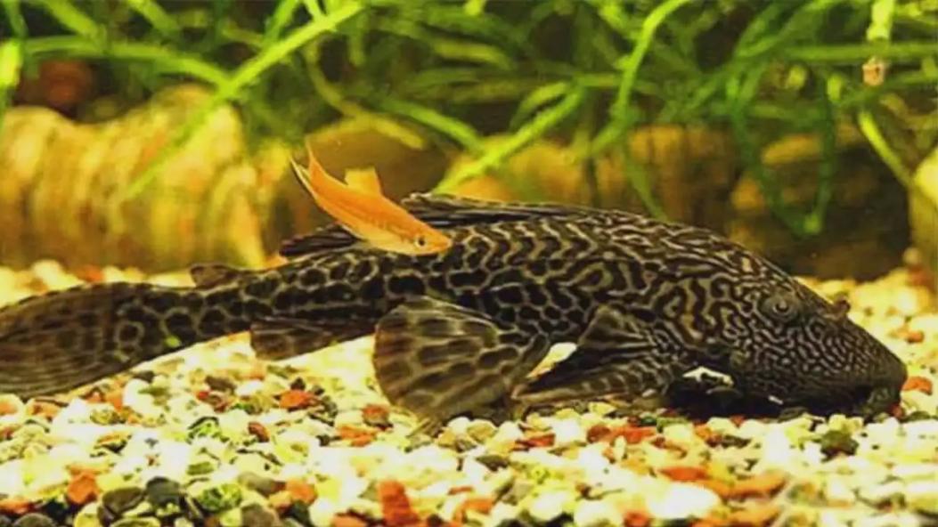 千年草籽万年鱼籽有什么作用,千年草籽万年鱼籽是真的假的