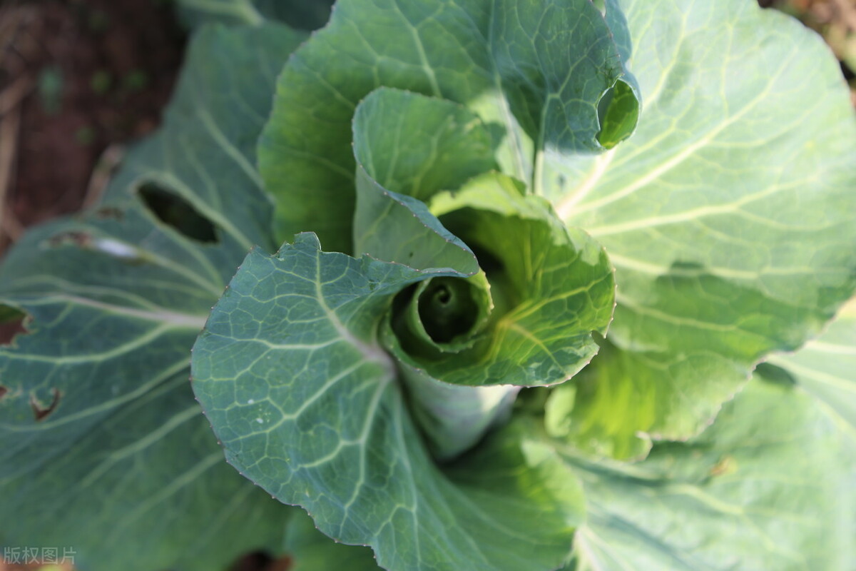 在编教师兼职送外卖,教师可以兼职送外卖