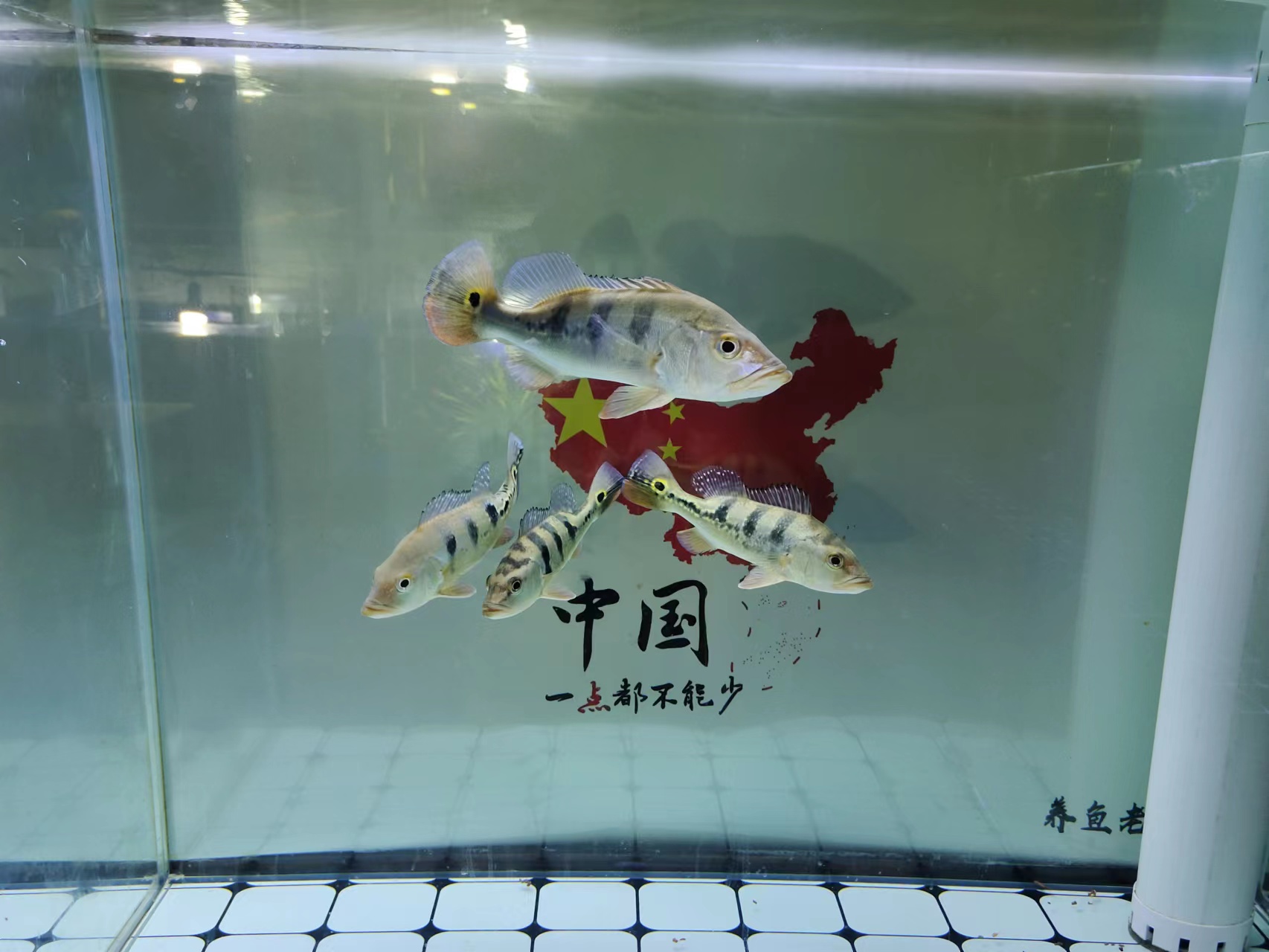 怎么解决鱼缸上的黄褐色颗粒,鱼缸白蒙蒙有小颗粒怎么解决