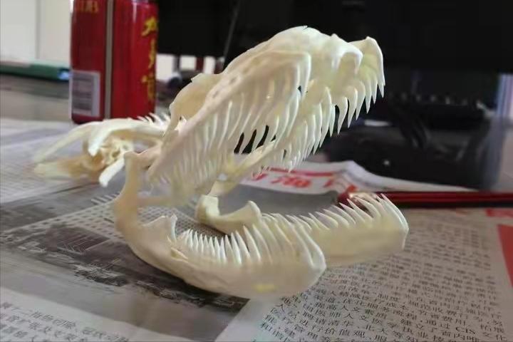 巨蟒咬不咬得过大蟒蛇,巨蟒是如何吞食活物