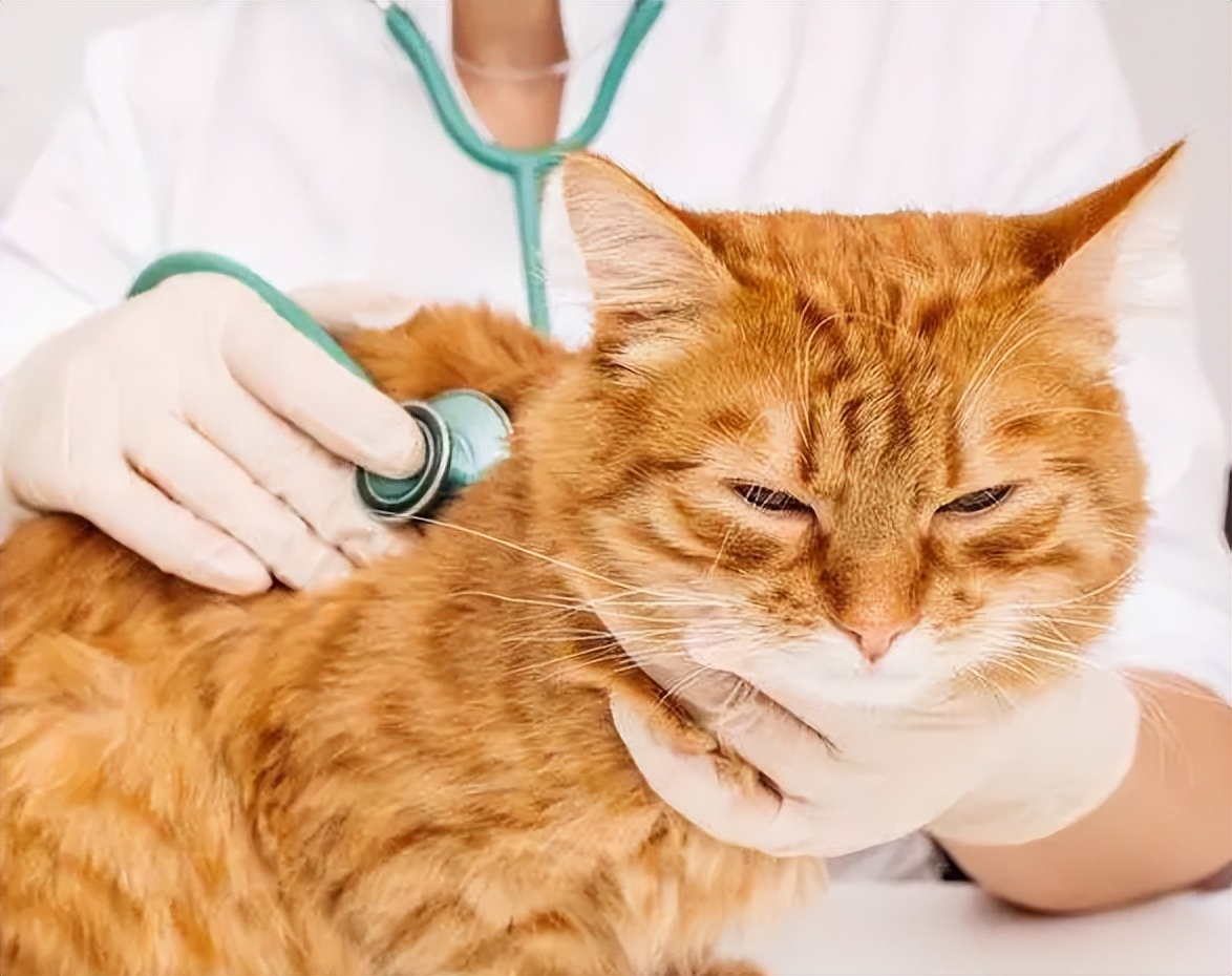 宠物肾脏指数高,宠物肾脏受损怎么办