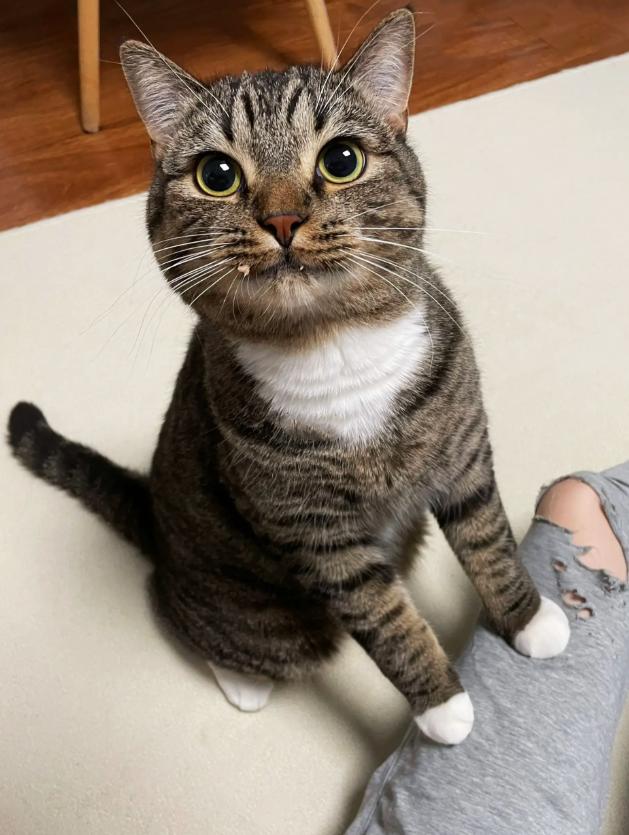 猫咪最喜欢的五件事,猫咪最喜欢的几样东西图片