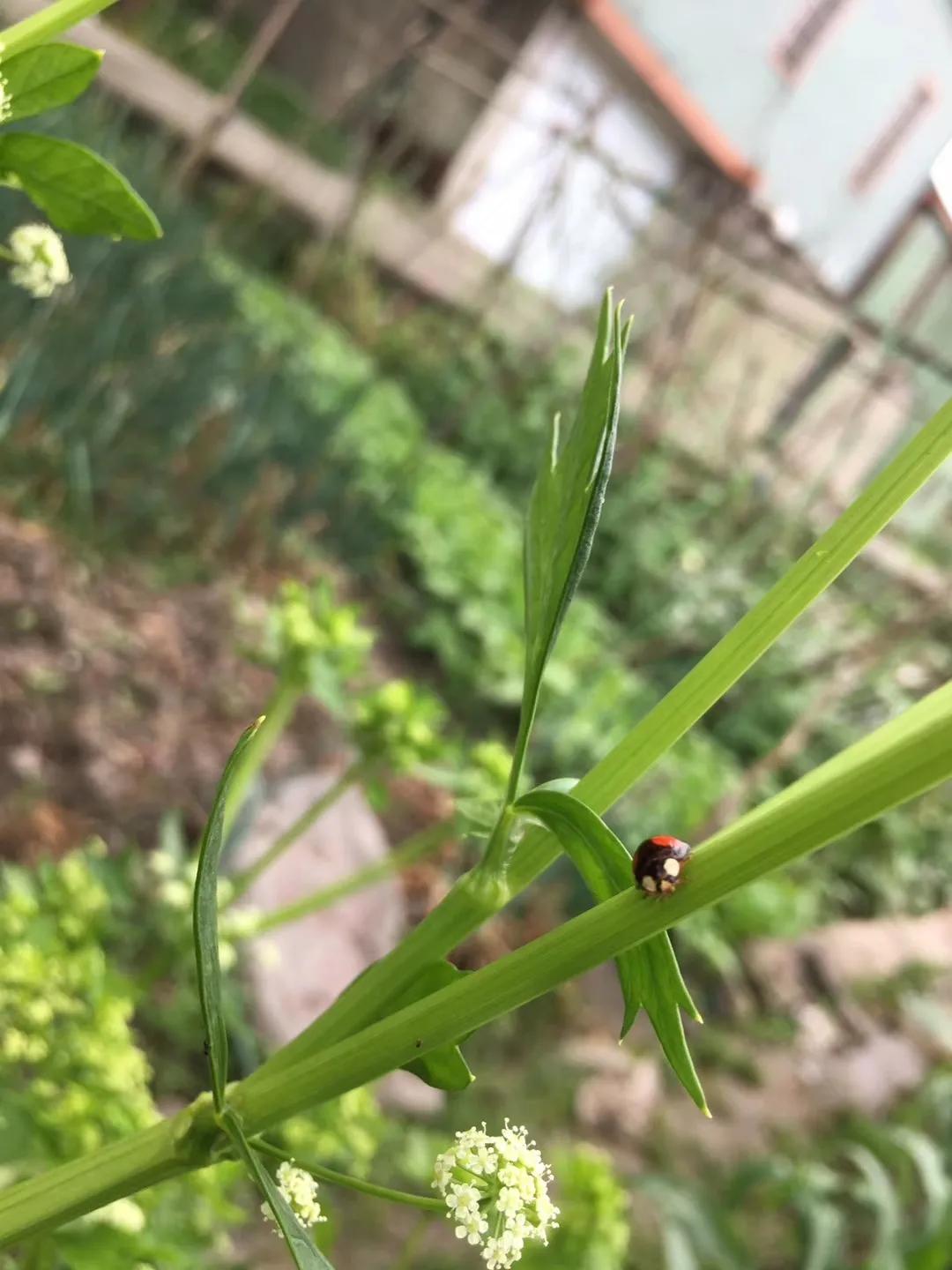 瓢虫雷迪第二季第9话,瓢虫雷迪第4季23话