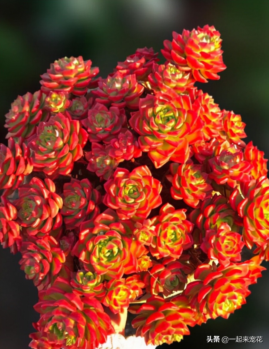 想要多肉快速生根的方法,多肉蒂亚怎么养才能爆盆