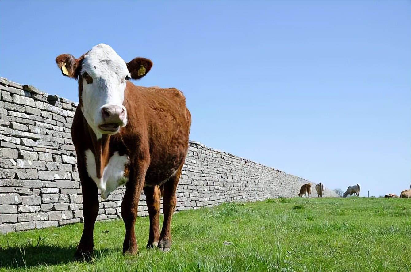 养殖母牛怎么保养,母牛的饲养及产后护理