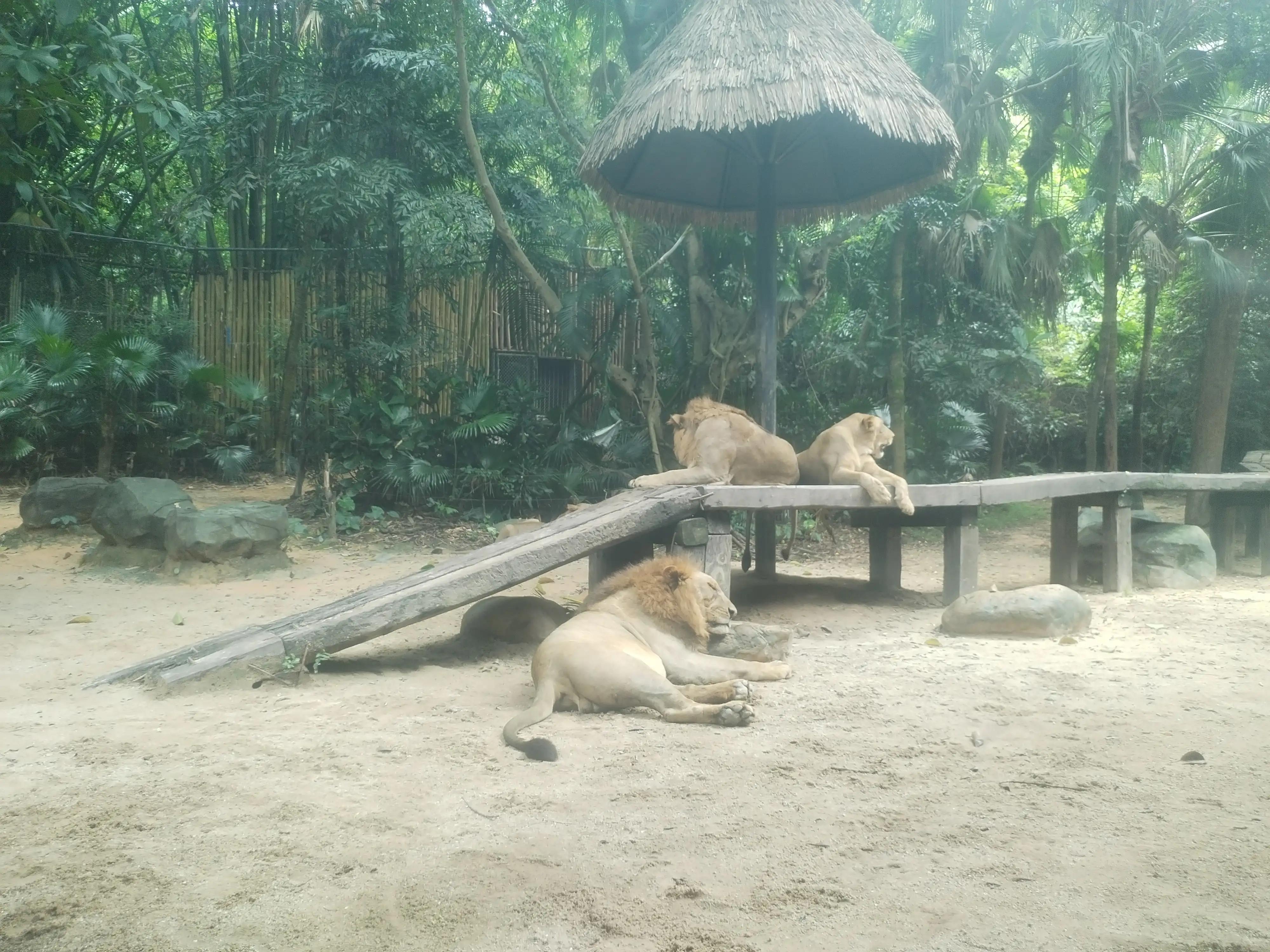 广州长隆野生动物世界景点图片,游广州长隆野生动物世界游记