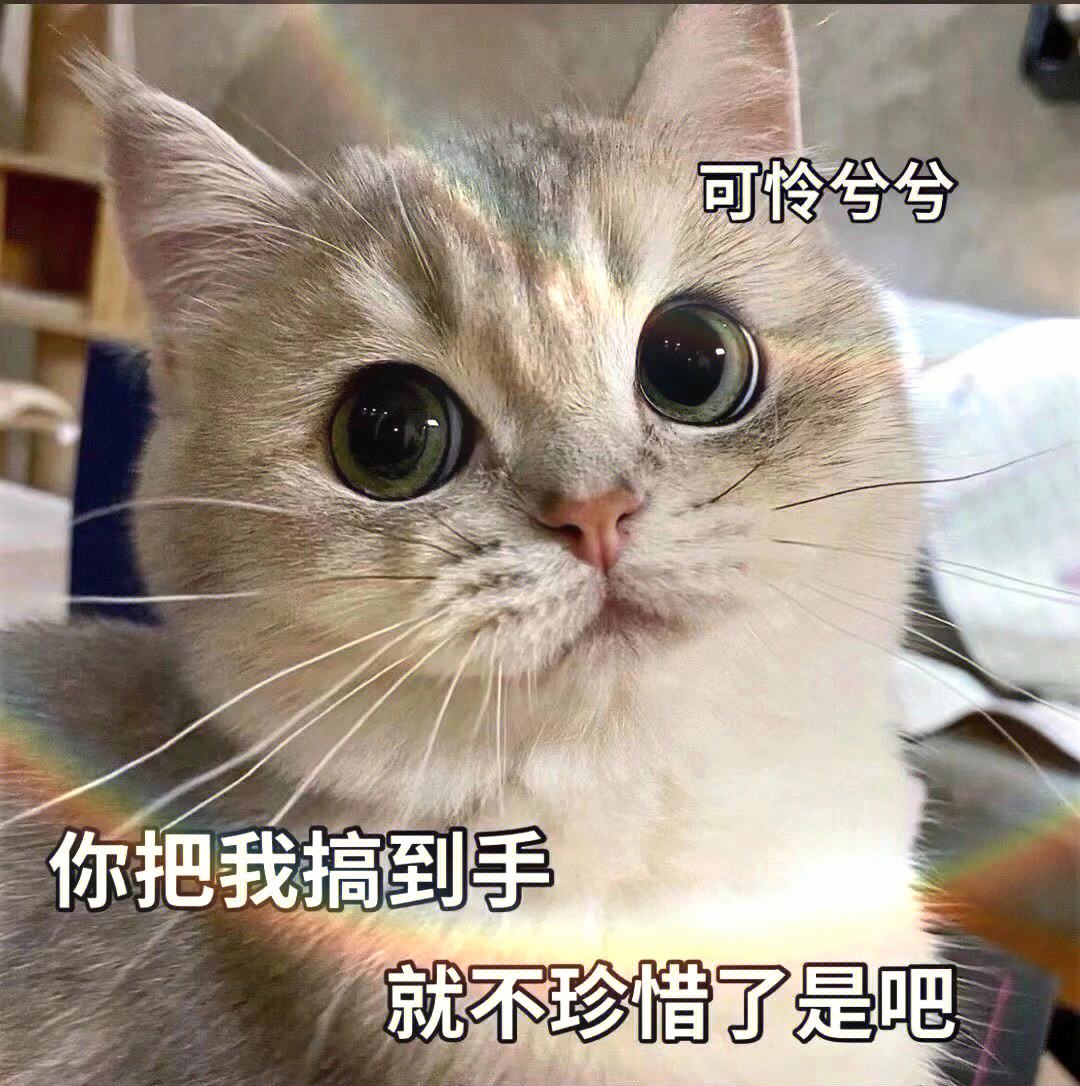 猫咪的寿命最多能活到多大呢,猫咪寿命排行榜之短命猫