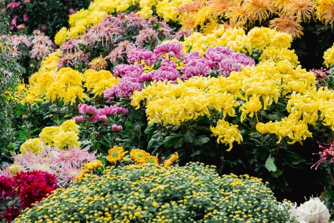 深圳最值得去的十个地方,深圳吃货必去的地方