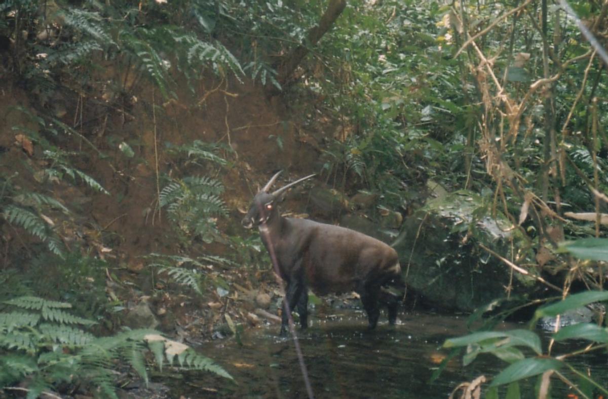 世界上最罕见的麒麟,最稀有的麒麟是谁