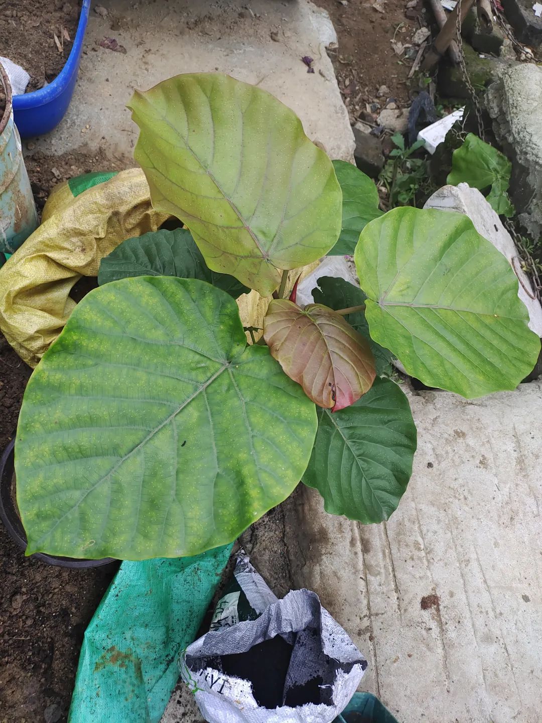 盆栽刚买回来就枯萎了怎么办,刚买的盆栽掉叶子怎么回事啊