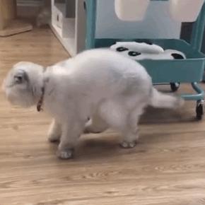 十大最不值得养的猫,四种不建议养的猫咪